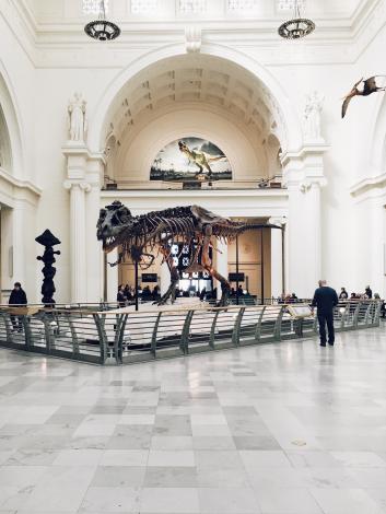 Dinosaur bones in museum