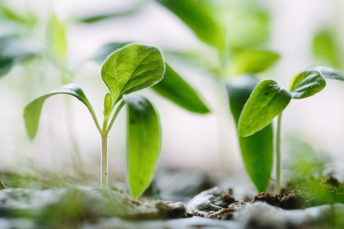 Two plants in soil
