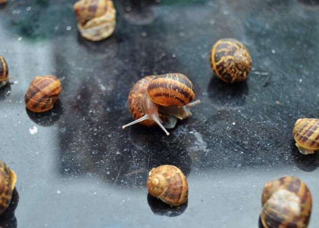 Slugs on reflective surface