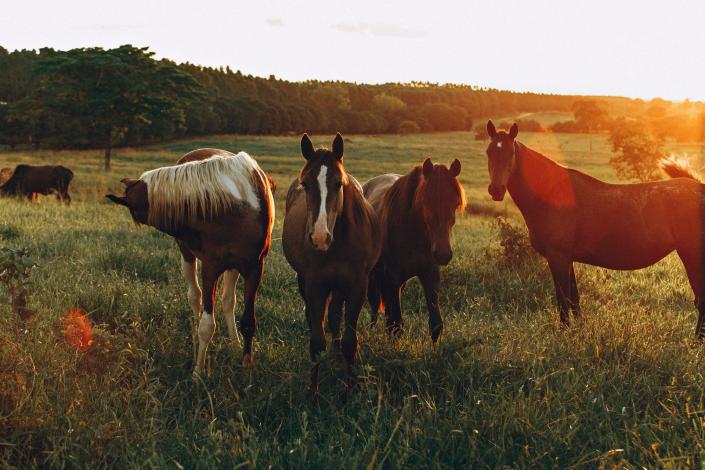 Horses on grass field