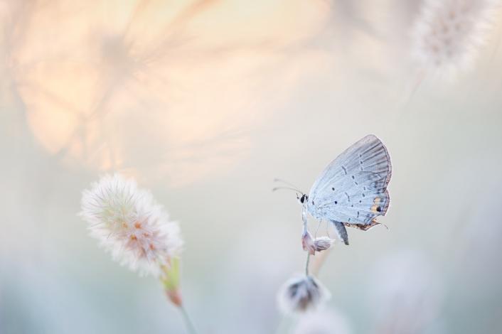 Butterfly on plant