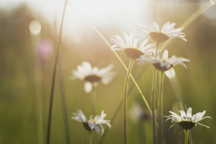 White petal flowers