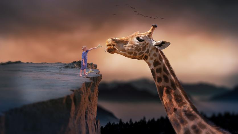 Child feeding giraffe