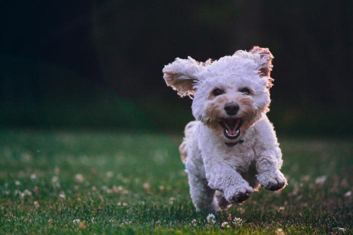 Small pet dog