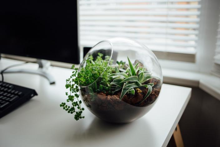 Terrarium on desk