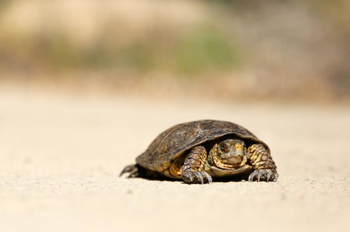 Turtle on sand