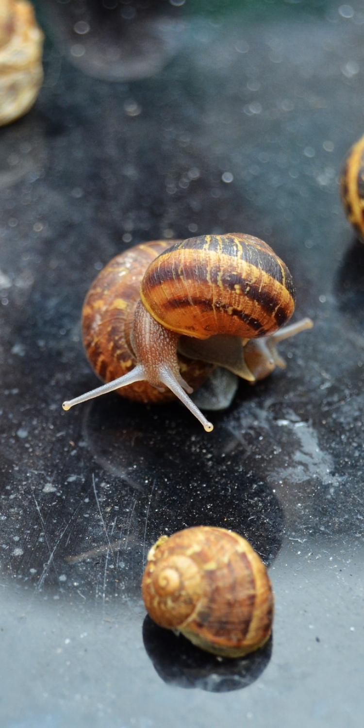 Slugs on reflective surface