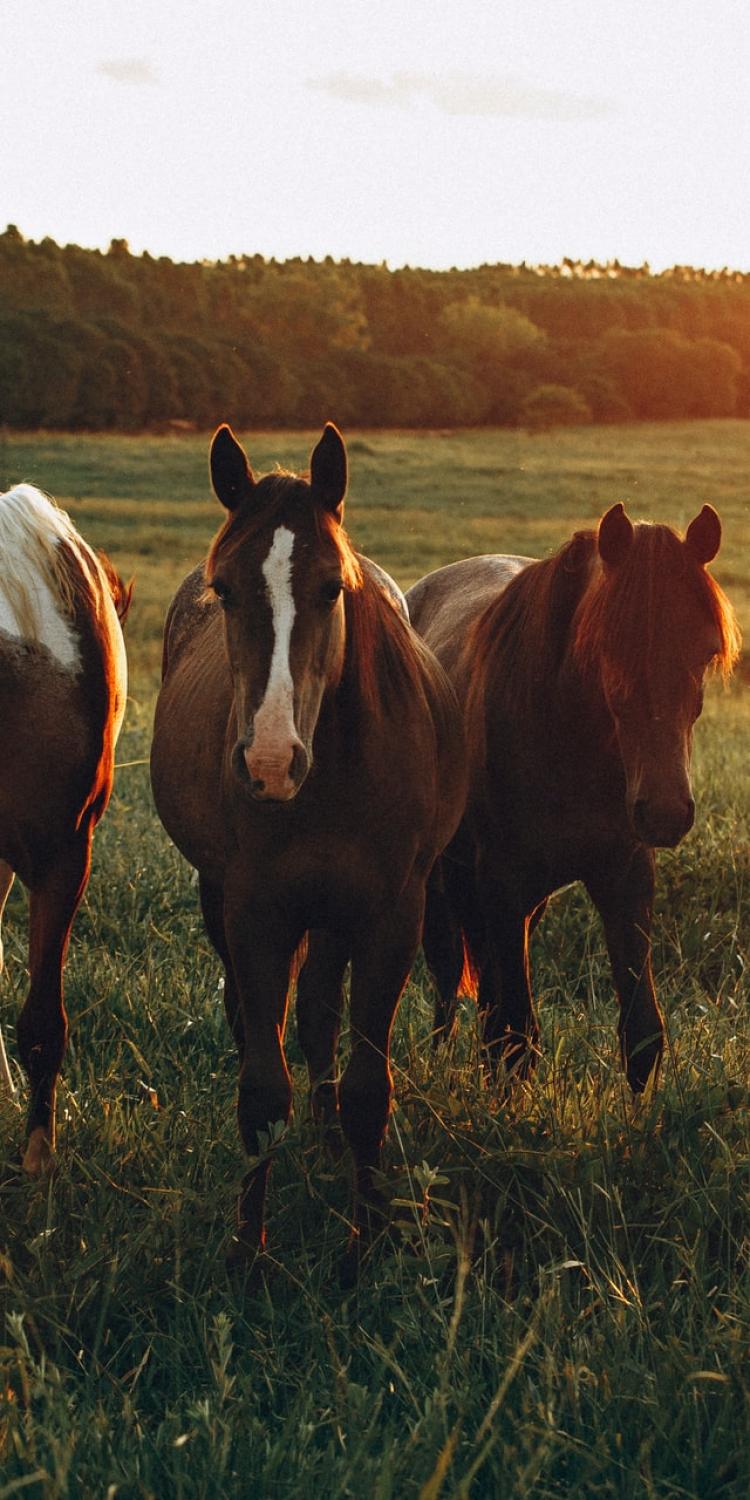 Horses on grass field