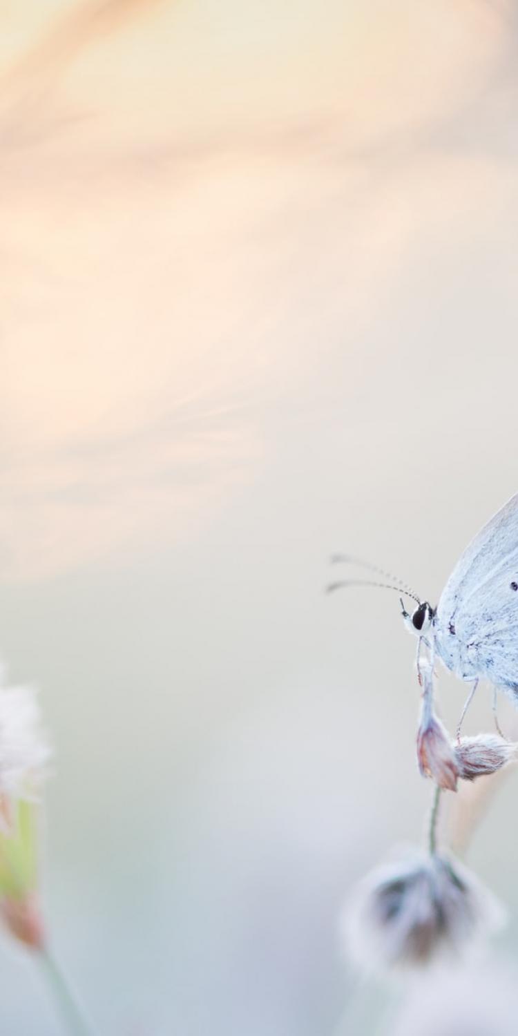 Butterfly on plant