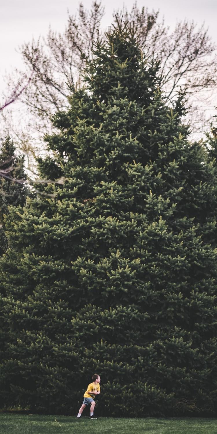 Boys running around a big tree