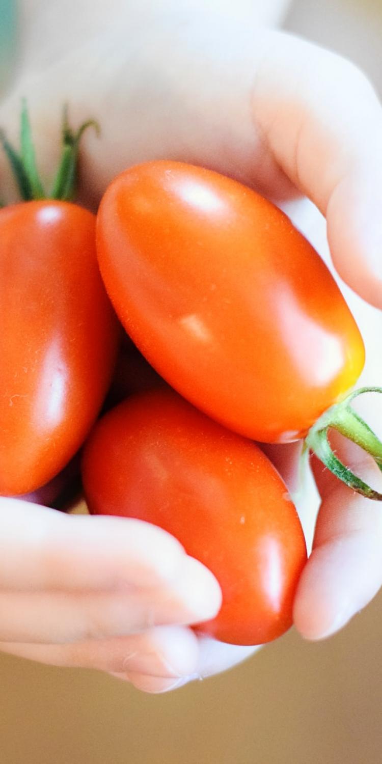 Child holding tomatoes