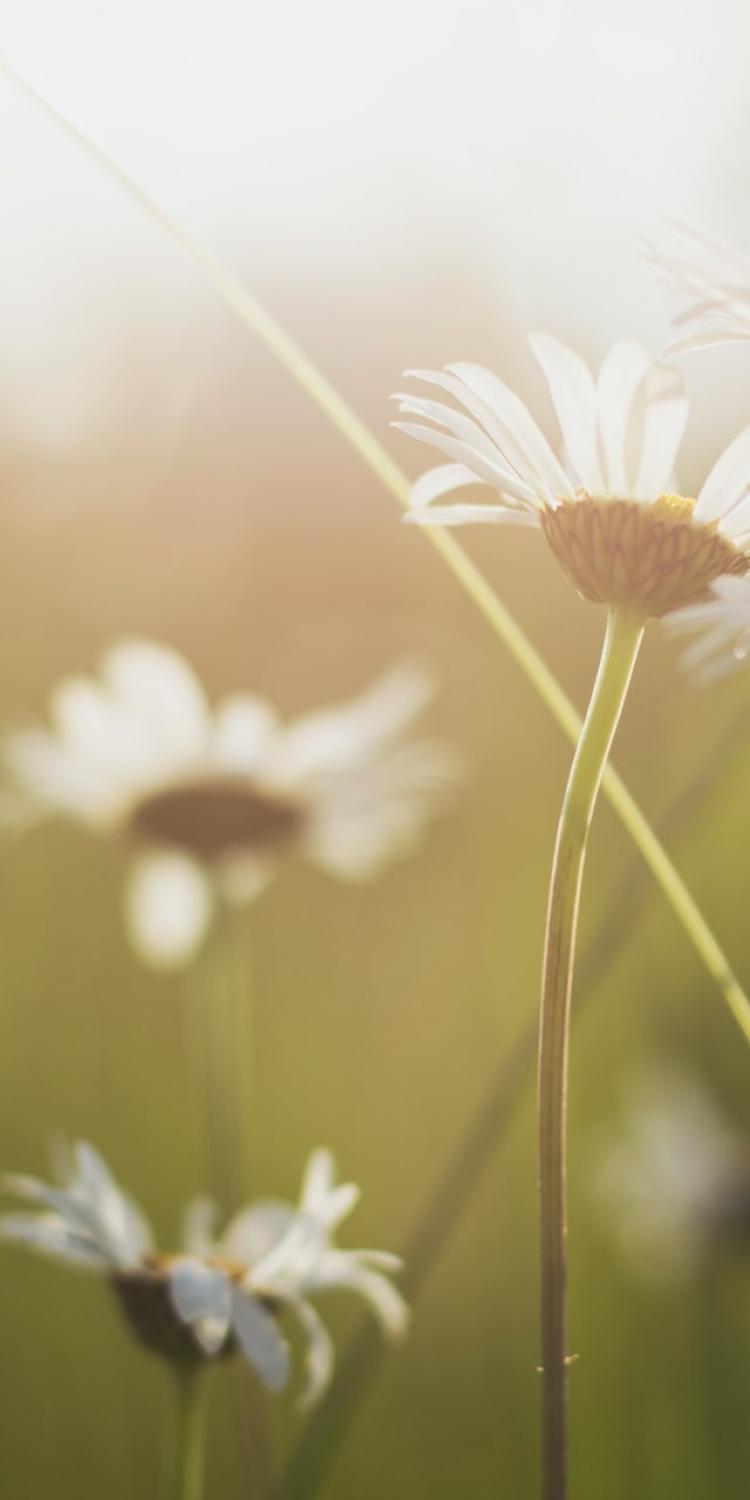 White petal flowers