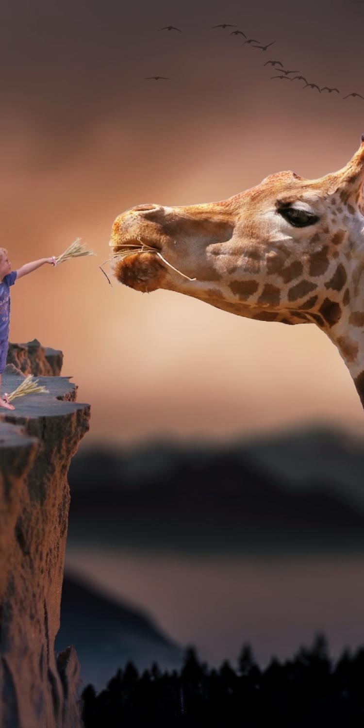 Child feeding giraffe