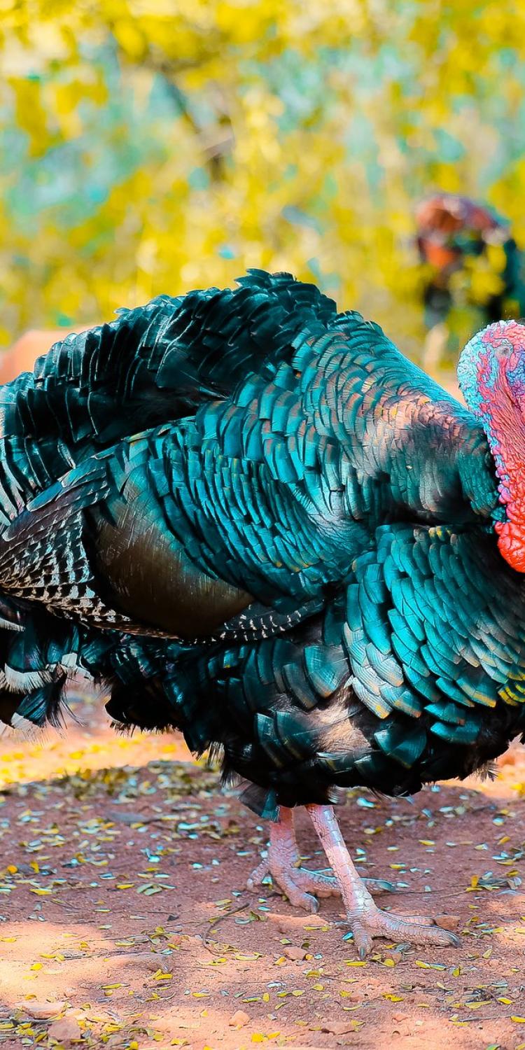 A turkey