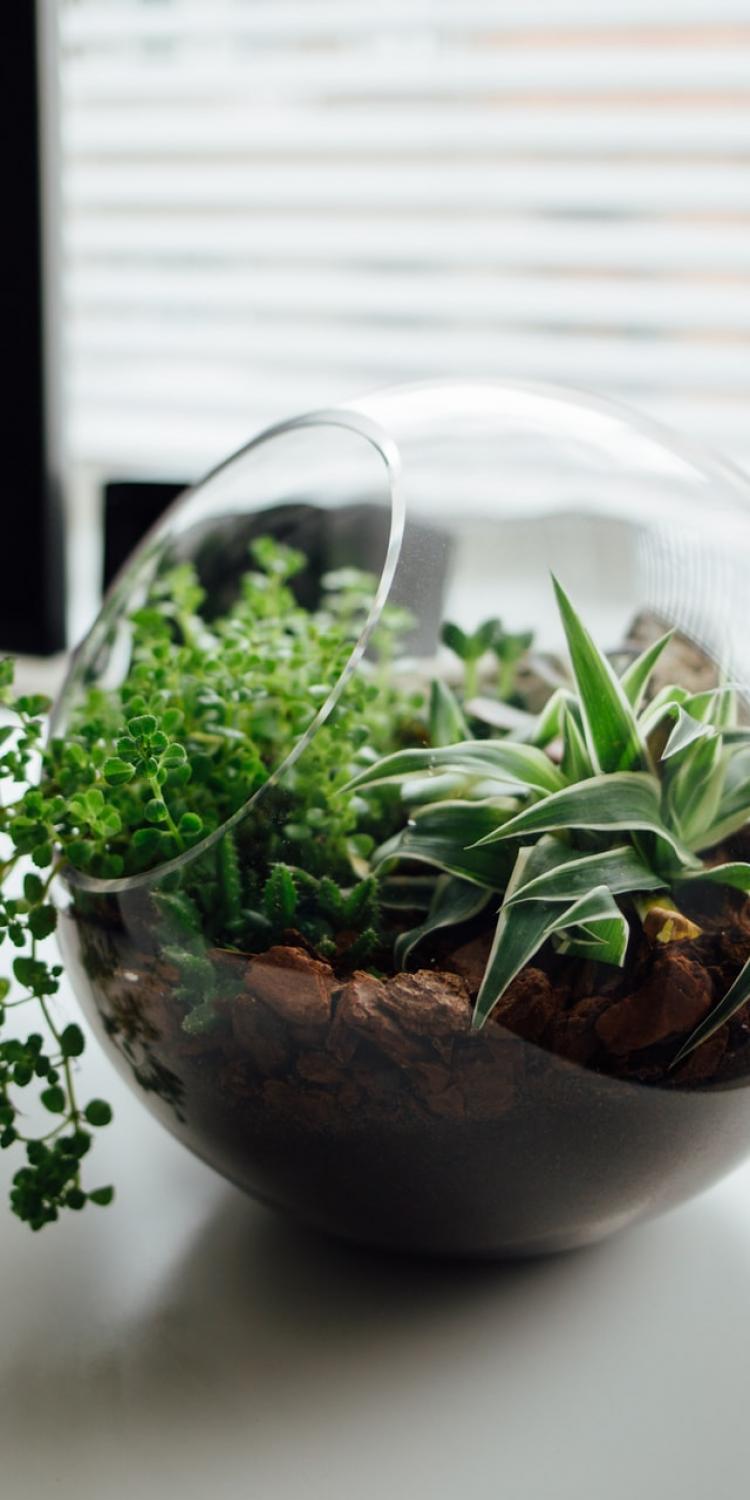 Terrarium on desk