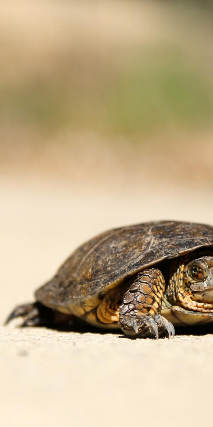 Turtle on sand