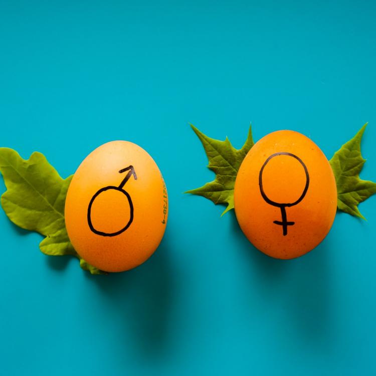 Eggs with male and female symbols on them